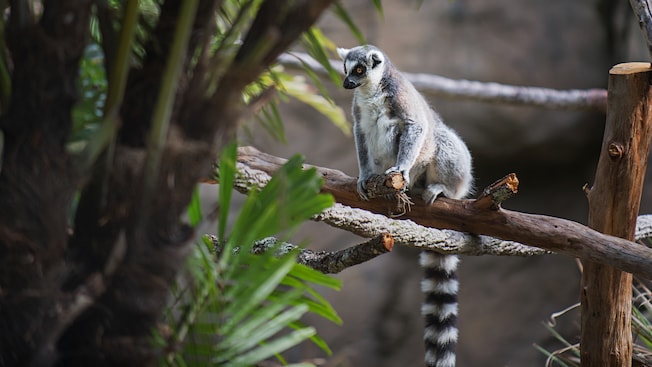 Ring Tailed Lemur at Discovery Island Trails