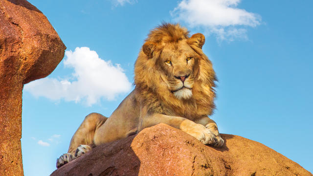 Male Lion at Kilimanjaro Safaris