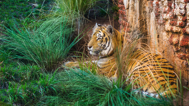 Tiger sitting at Maharajah Jungle Trek