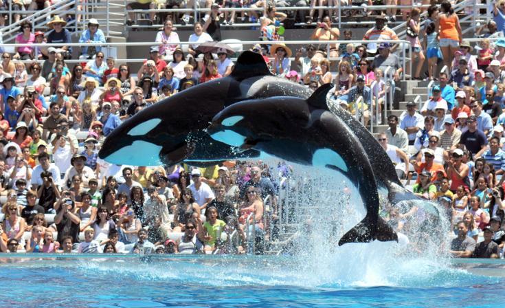 Killer whales jumping at SeaWorld San Diego