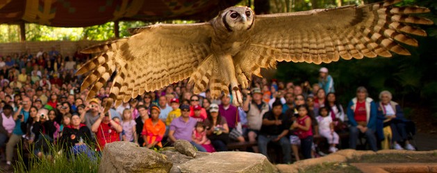 Flights of Wonder Closing for Refurbishment