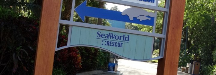 New Manatee Rehabilitation Opens at SeaWorld Orlando