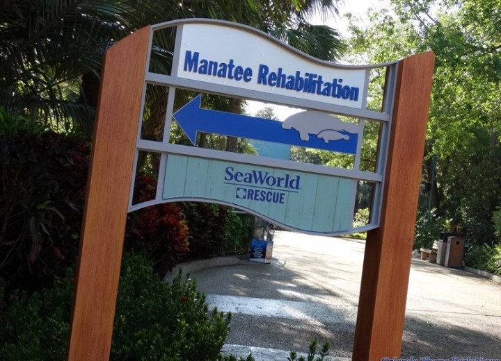 New Manatee Rehabilitation Opens at SeaWorld Orlando
