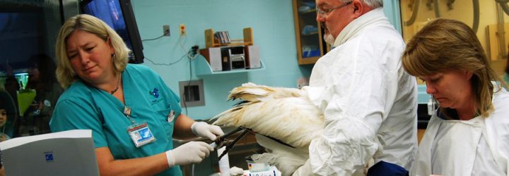 Animal Hospital and Veterinary Treatment Room Closed for Refurbishment at Disney’s Animal Kingdom