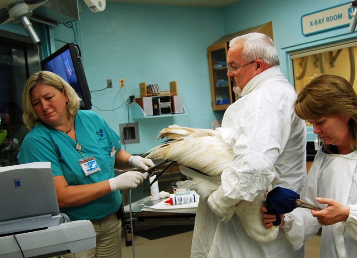 Animal Hospital and Veterinary Treatment Room Closed for Refurbishment at Disney’s Animal Kingdom
