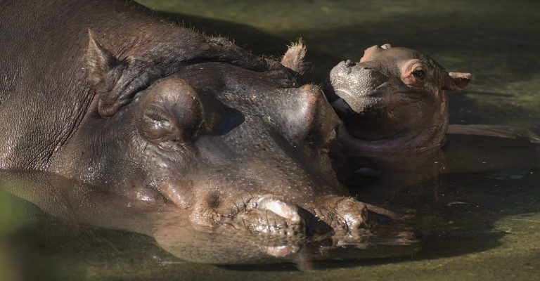 Baby hippo born at Disney's Animal Kingdom in 2018